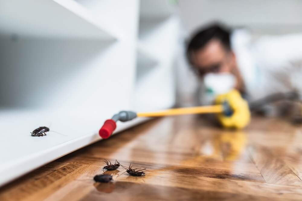 termite control services